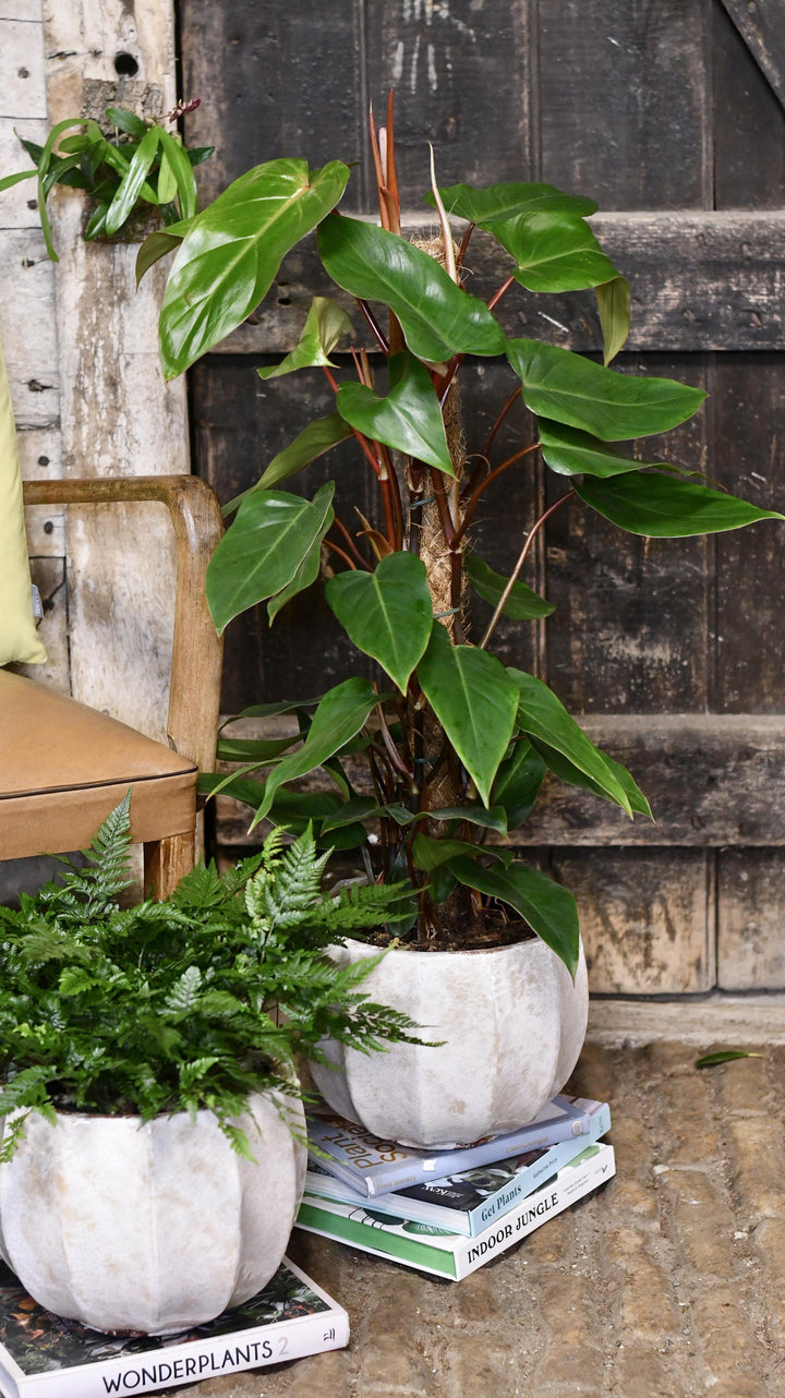 Philodendron Red Emerald – Happy Houseplants