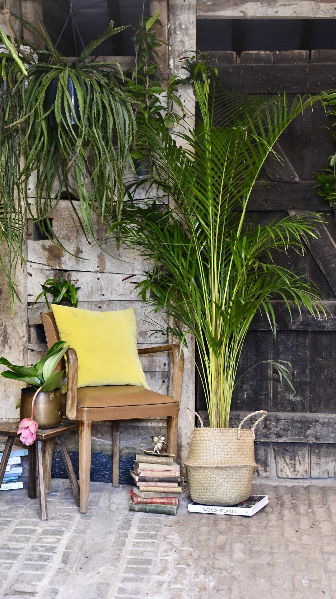 areca palm outdoors uk Areca Palm | Dypsis Lutescen