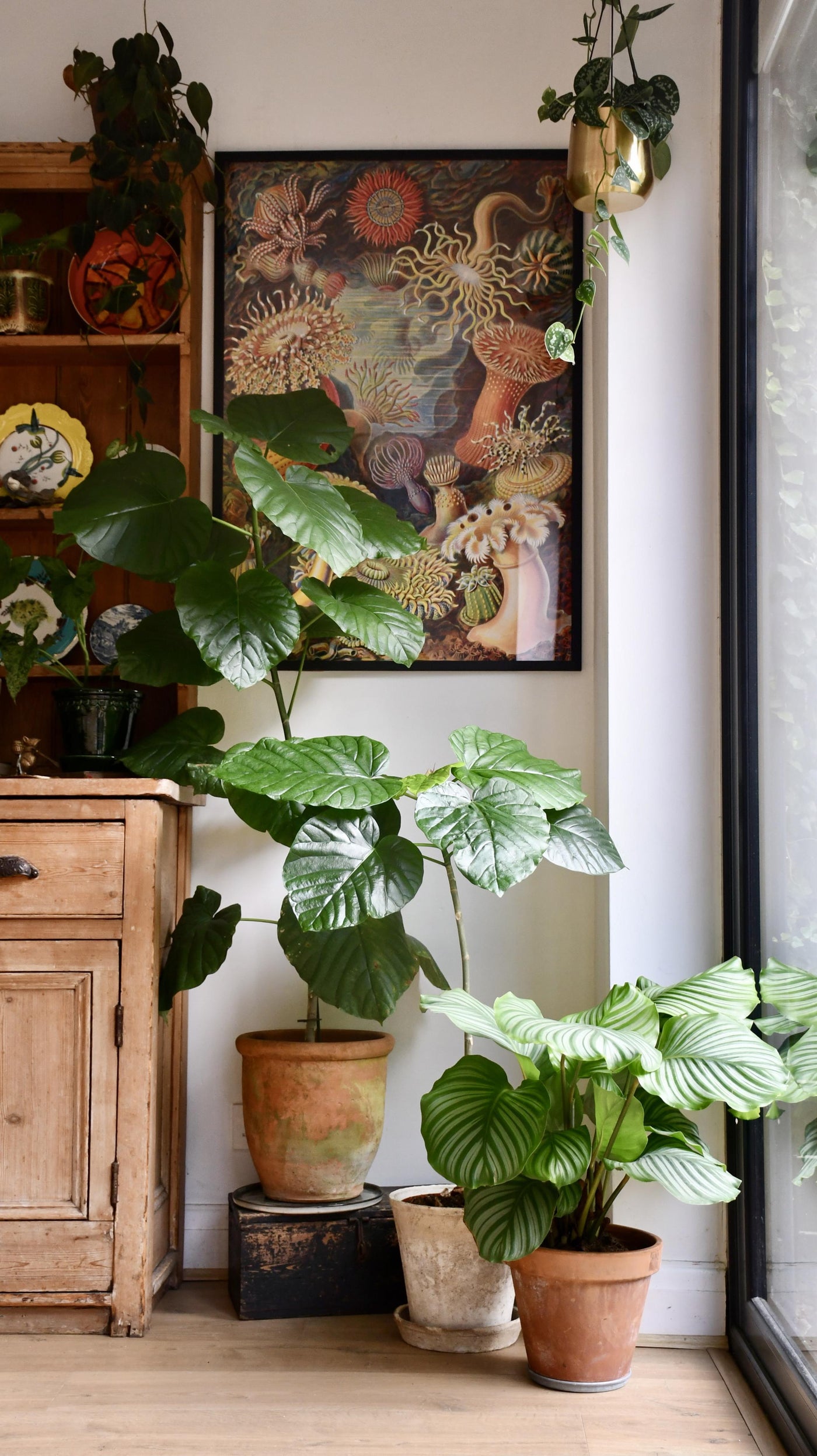 Calathea Orbifolia, Prayer plant