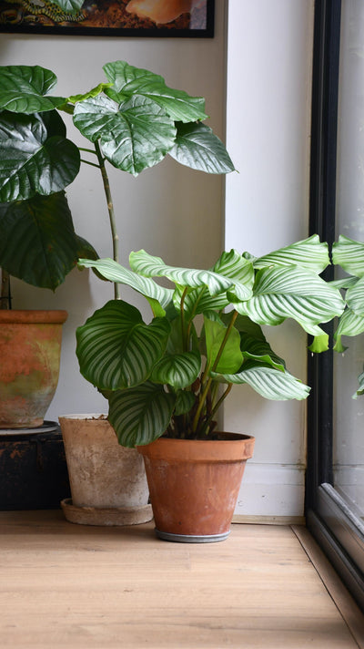 Calathea Orbifolia, Prayer plant