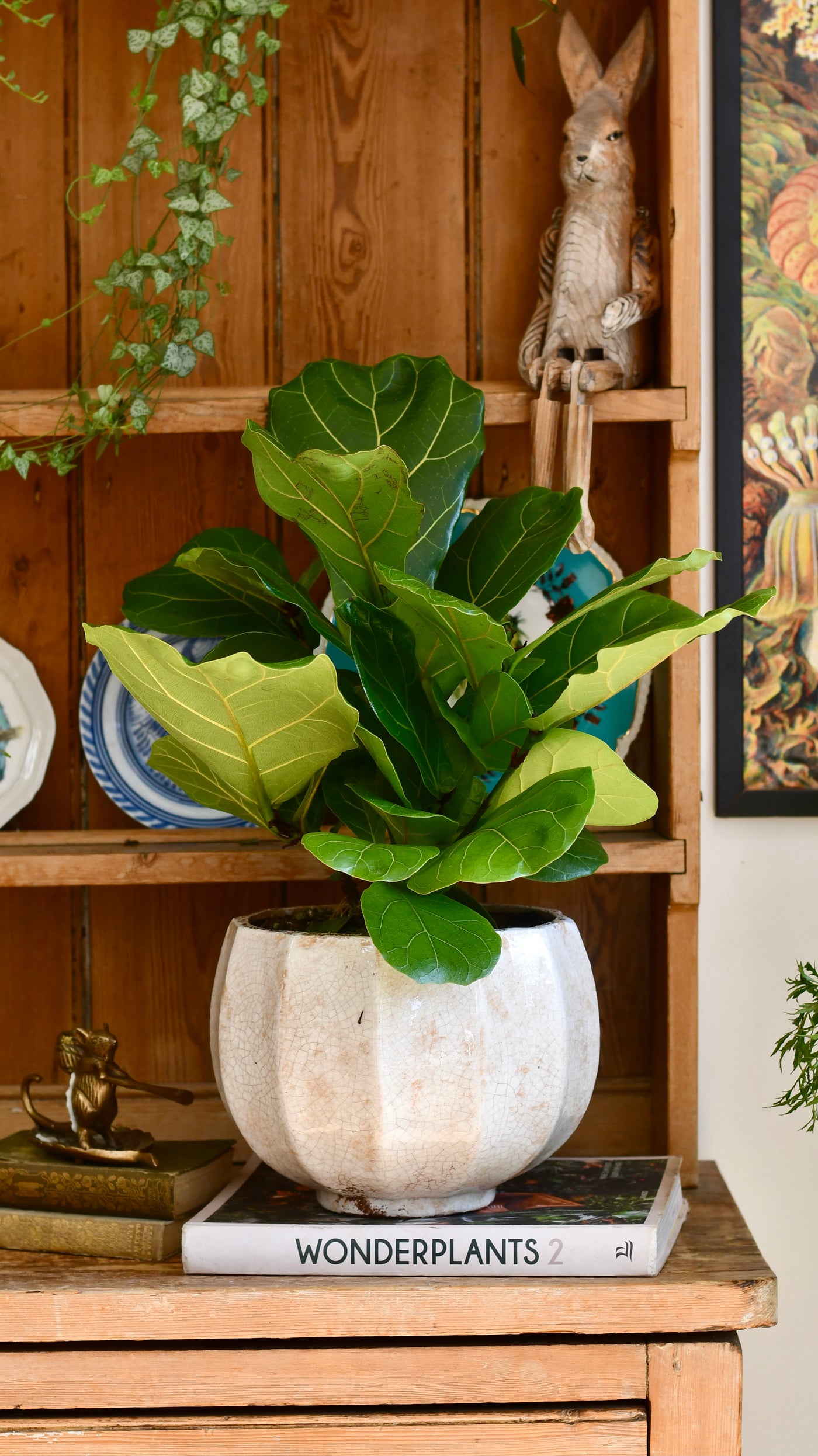 bonsai fiddle leaf fig Bonsai Fig Tree | Ficus Retusa
