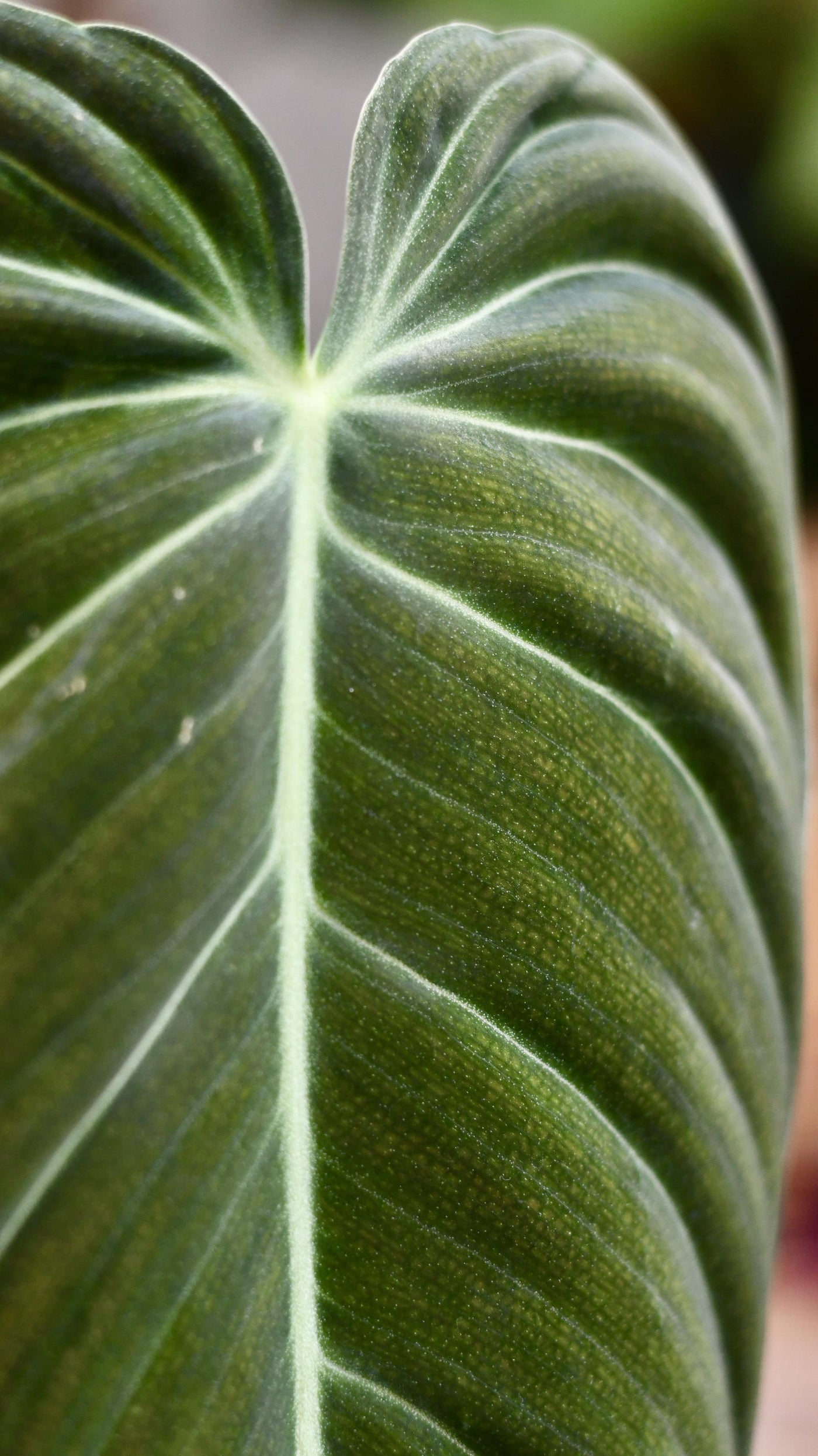 Philodendron Melanochrysum