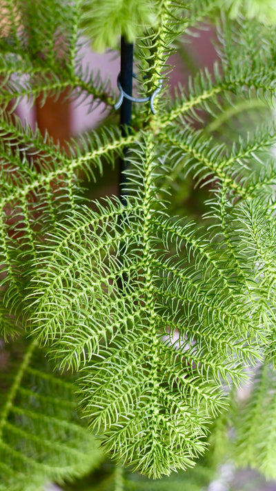 Araucaria Heterophylla 80cm (Norfolk Island Pine)