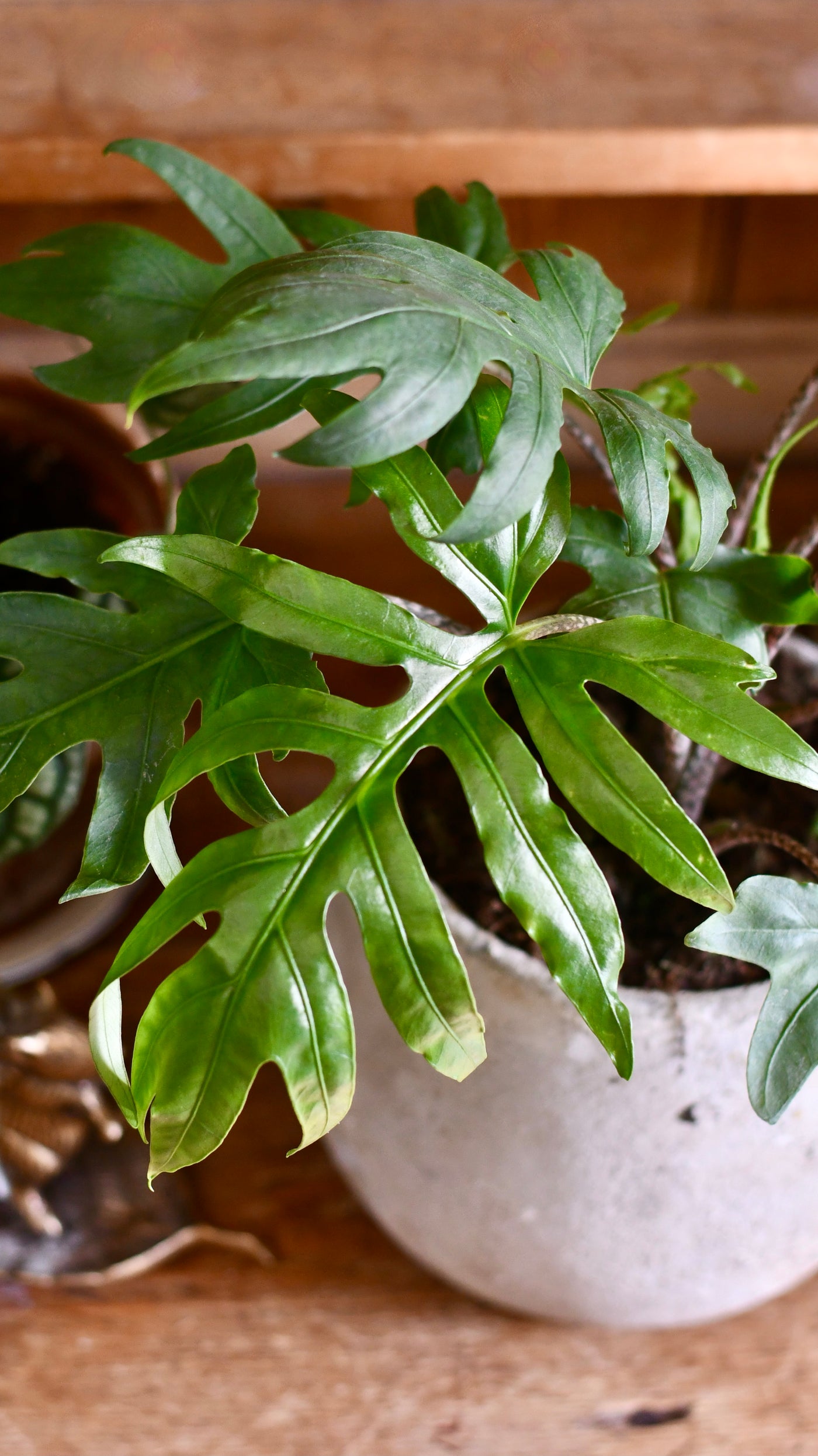 Alocasia Brancifolia