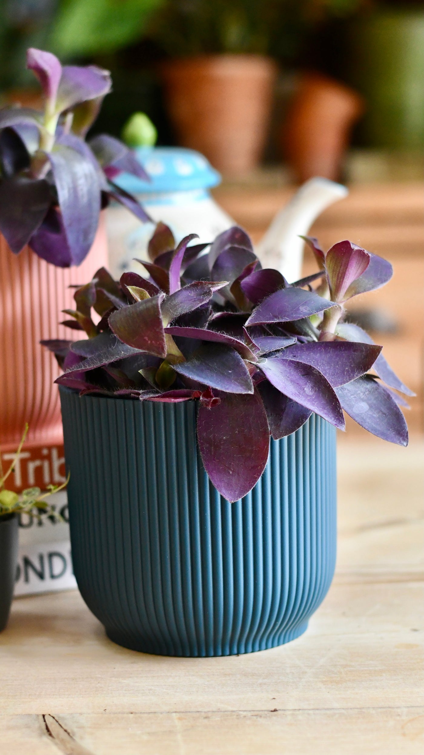 Tradescantia pallida 'Purpurea' (Purple Heart) & Vibes pot