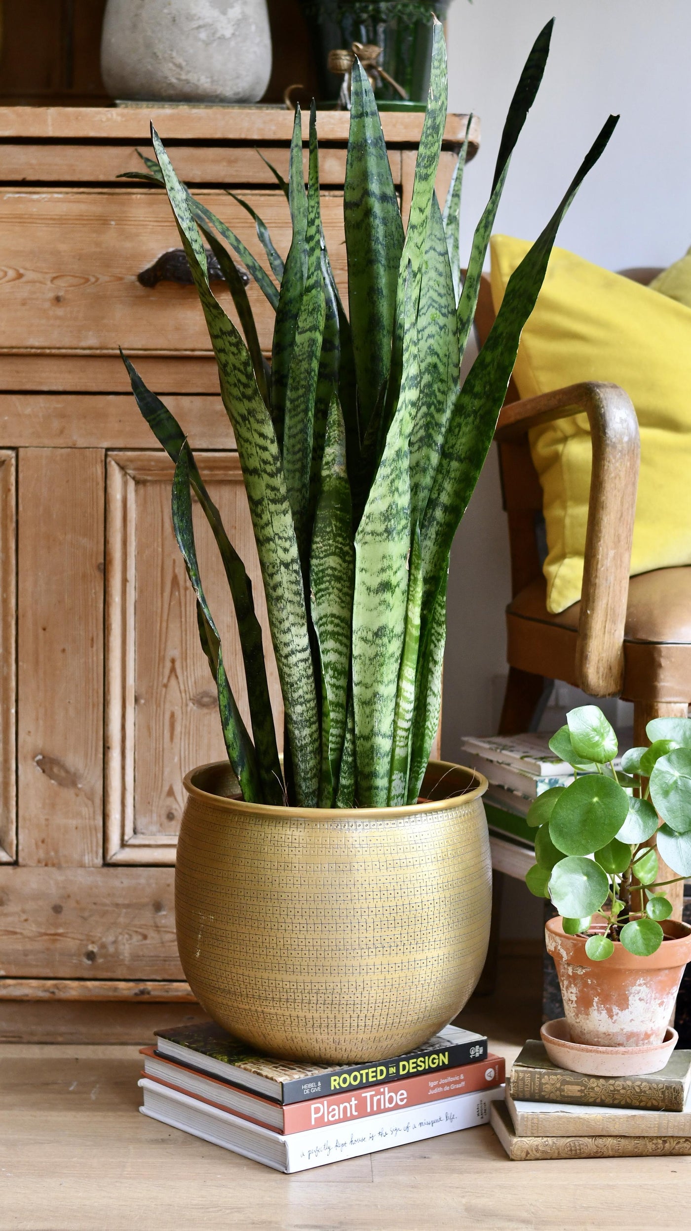 Sansevieria Trifasciata Zeylanica