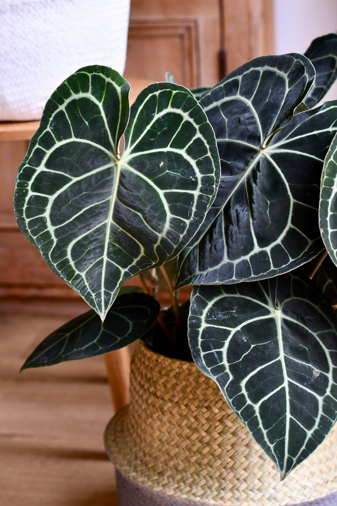 anthurium clarinervium sale uk Large Anthurium Clarinervium | Rare Indoor Plants