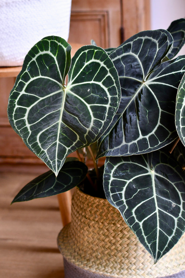 Large Anthurium Clarinervium | Rare Indoor Plants