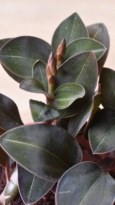 Black Velvet Jewel Orchid *rare* (Ludisia Discolor Black Velvet)