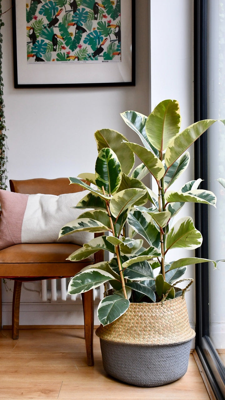 tineke variegated rubber tree Rubber Tree | Ficus Teneke