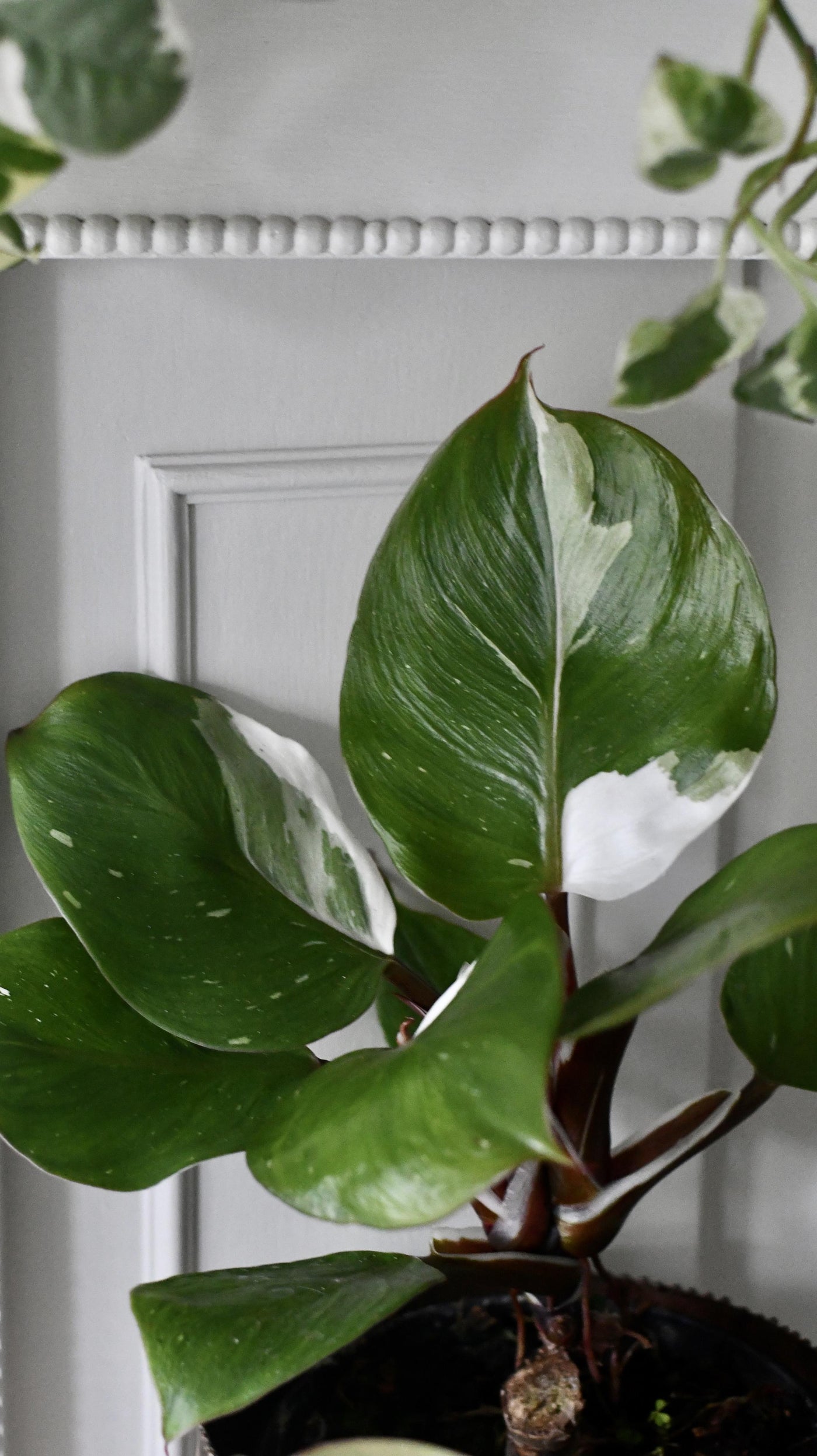 Philodendron White Knight