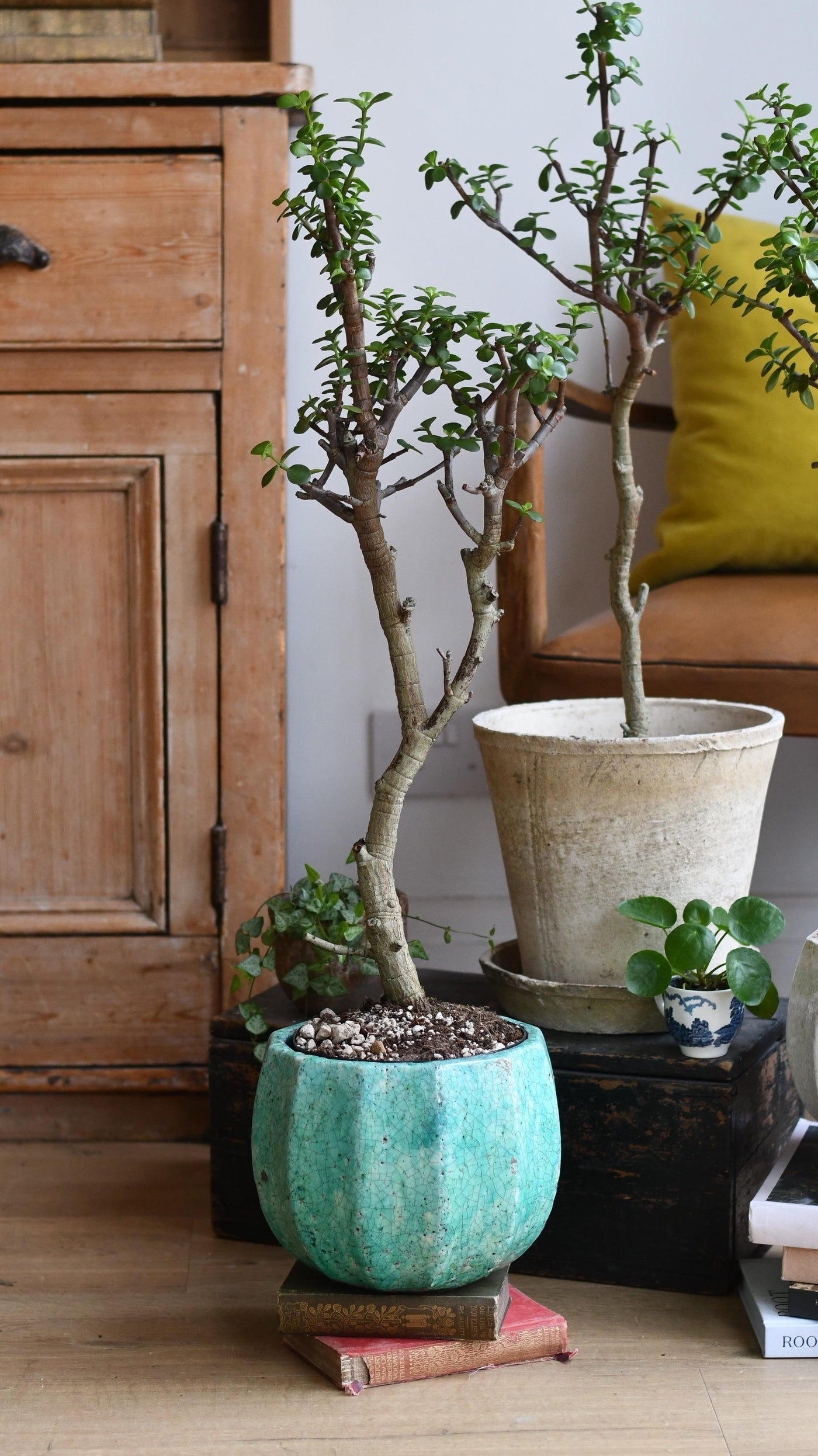 Portulacaria Afra Var. *rare*