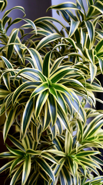 Dracaena Reflexa Song of India