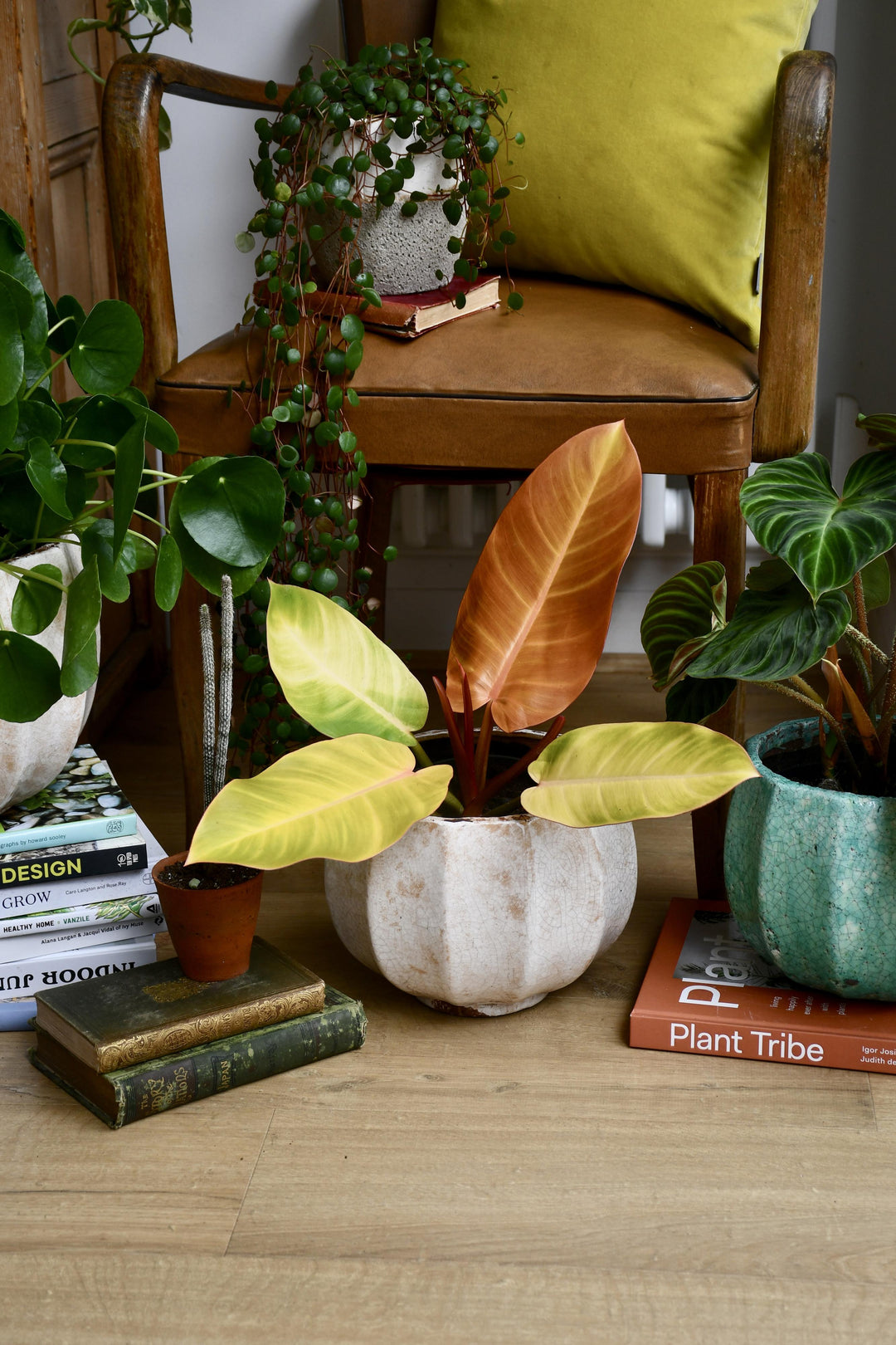 philodendron prince of orange uk Philodendron Prince of Orange