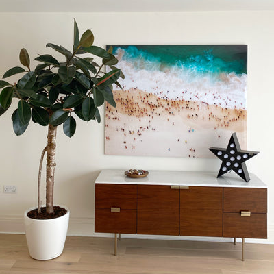 Ficus Burgundy Tree - Rubber Fig