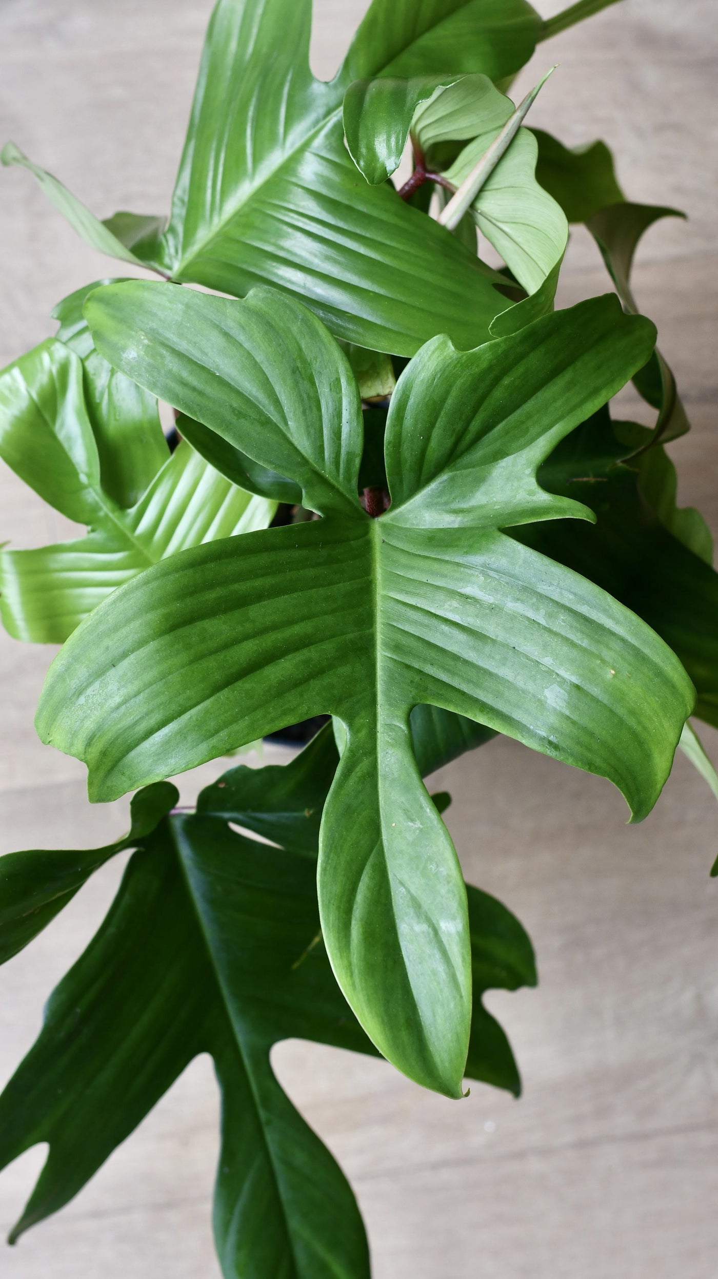 Philodendron Florida