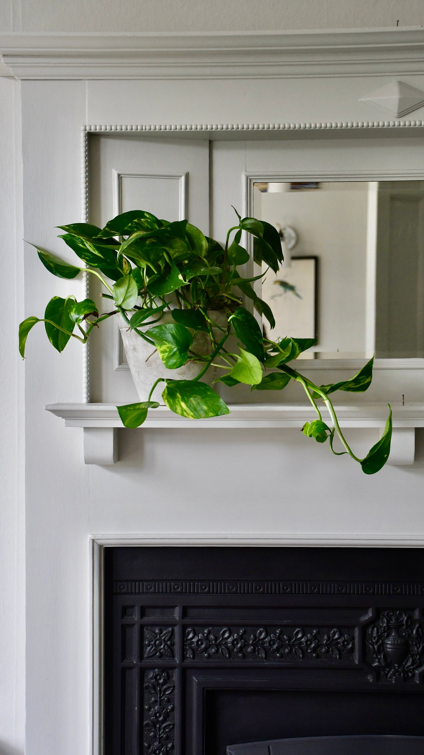 house plants devils ivy Epipremnum Aureum | Devil's Ivy