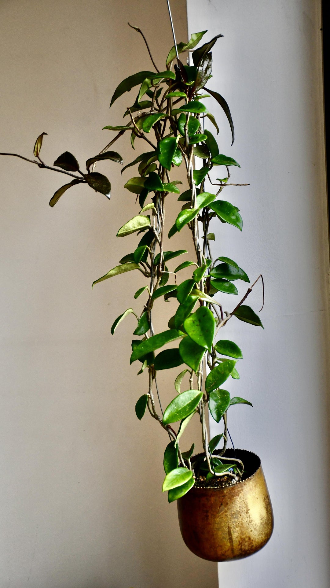 hoya plant indoors Wax Plant | Hoya Carnosa