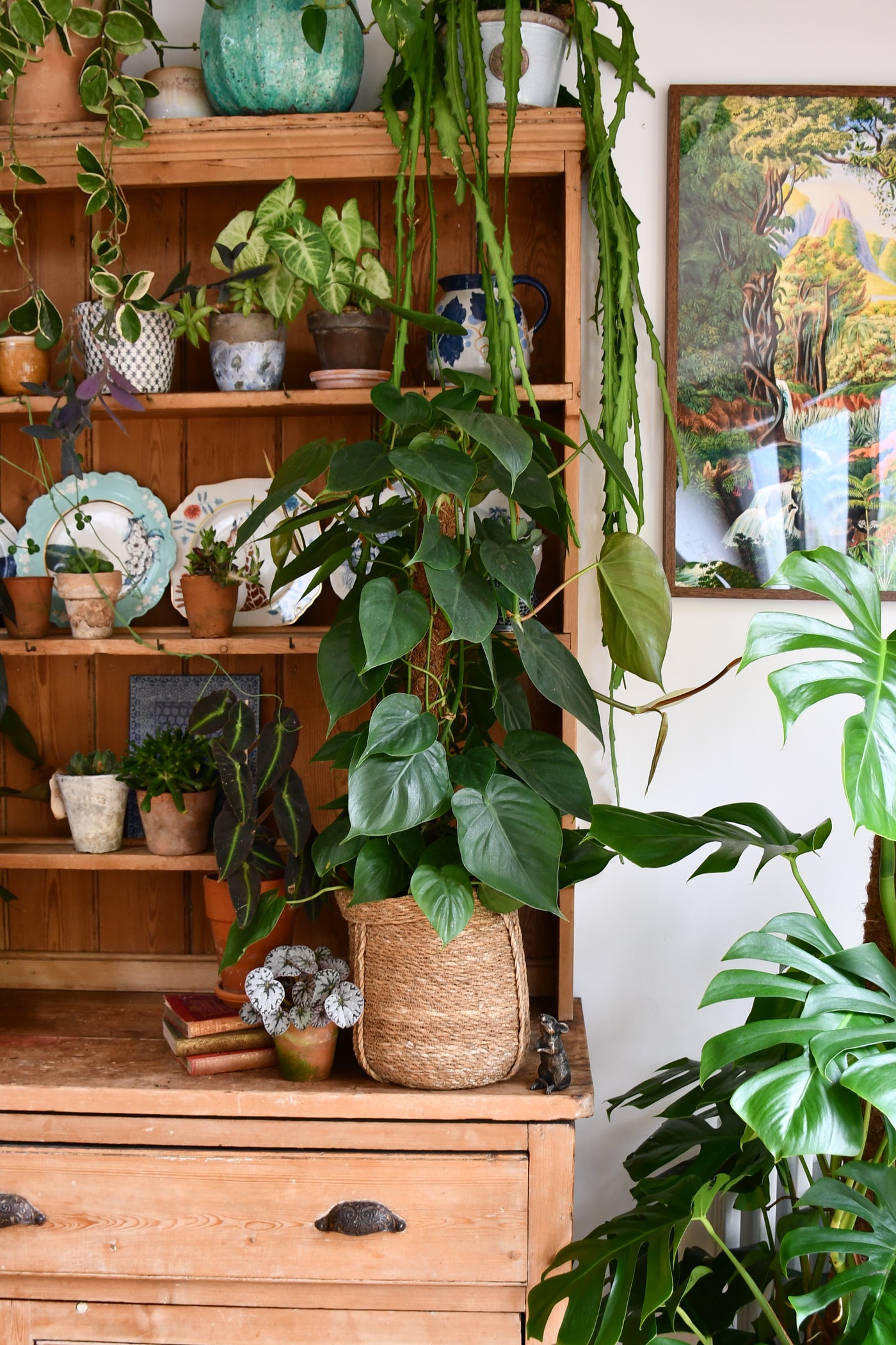 heart leaf philodendron moss pole Philodendron Scandens on moss pole - Heart Leaf