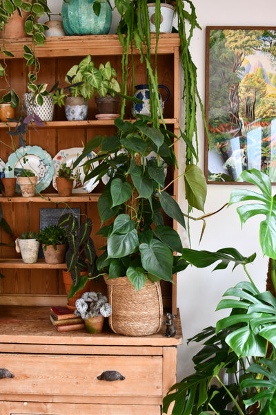 Philodendron Scandens on moss pole - Heart Leaf - Sweetheart Plant