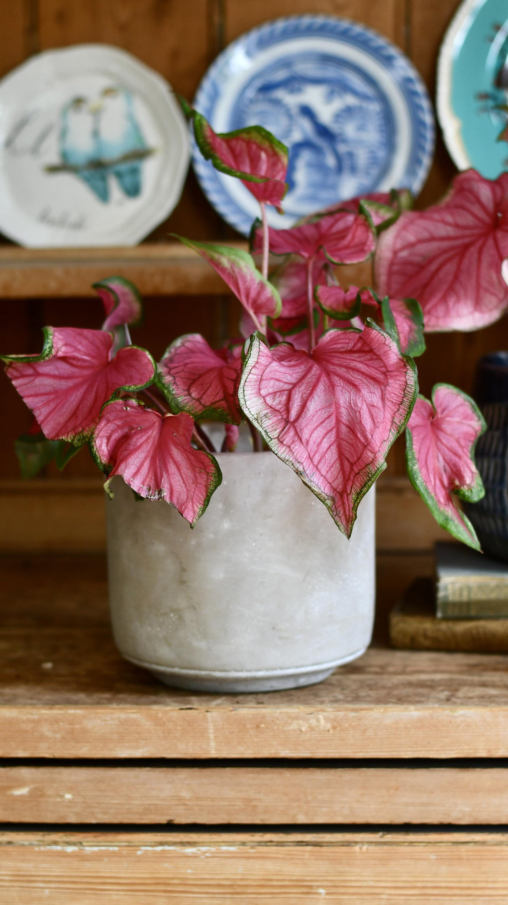 Caladium Small Small Caladium Sweethearts – Happy Houseplants