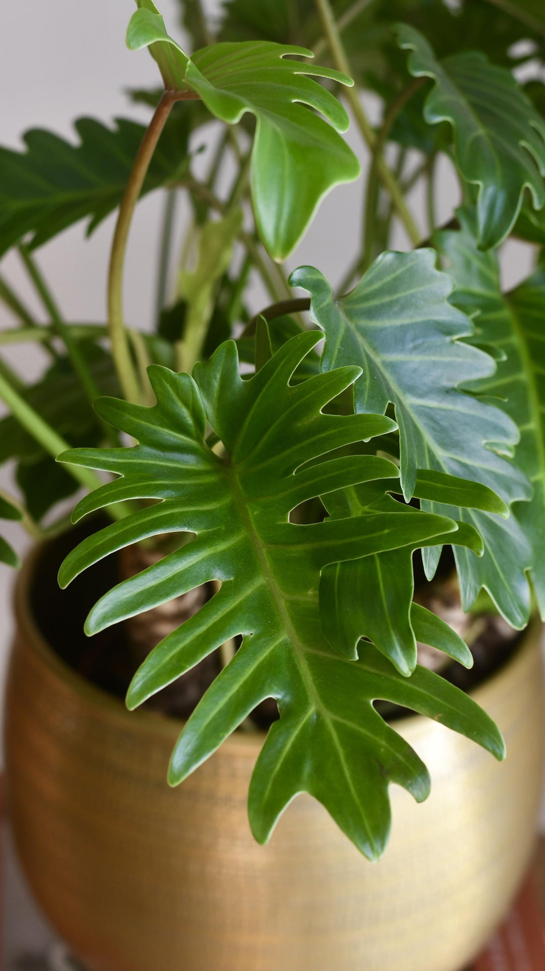 Philodendron Xanadu | Plants Delivered | Happy Houseplants  Happy  Houseplants