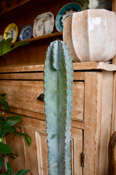 Tall Cereus Peruvianus 'Blue' (Blue Cactus)