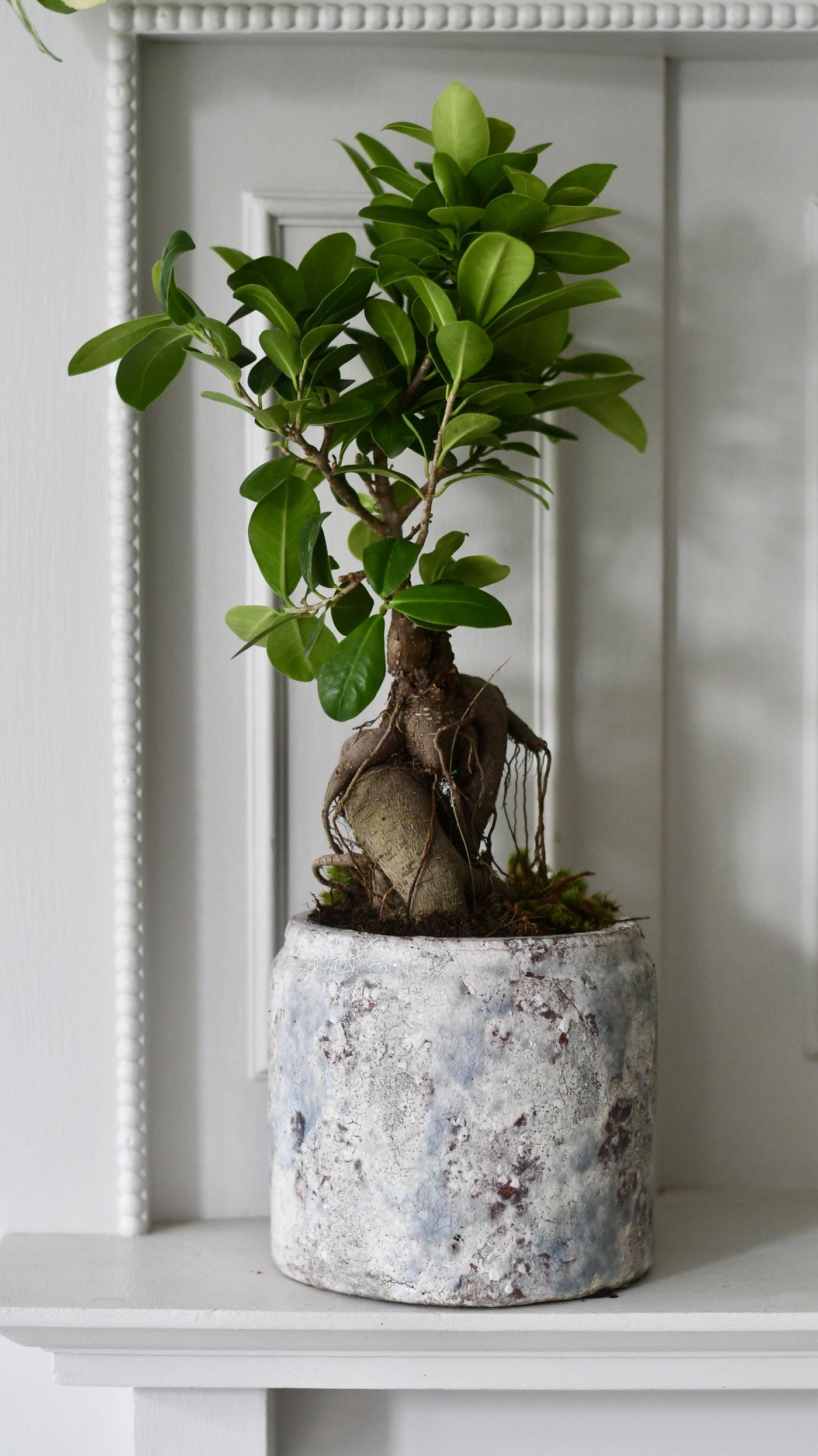 Ficus Retusa (Ginseng Bonsai Tree)