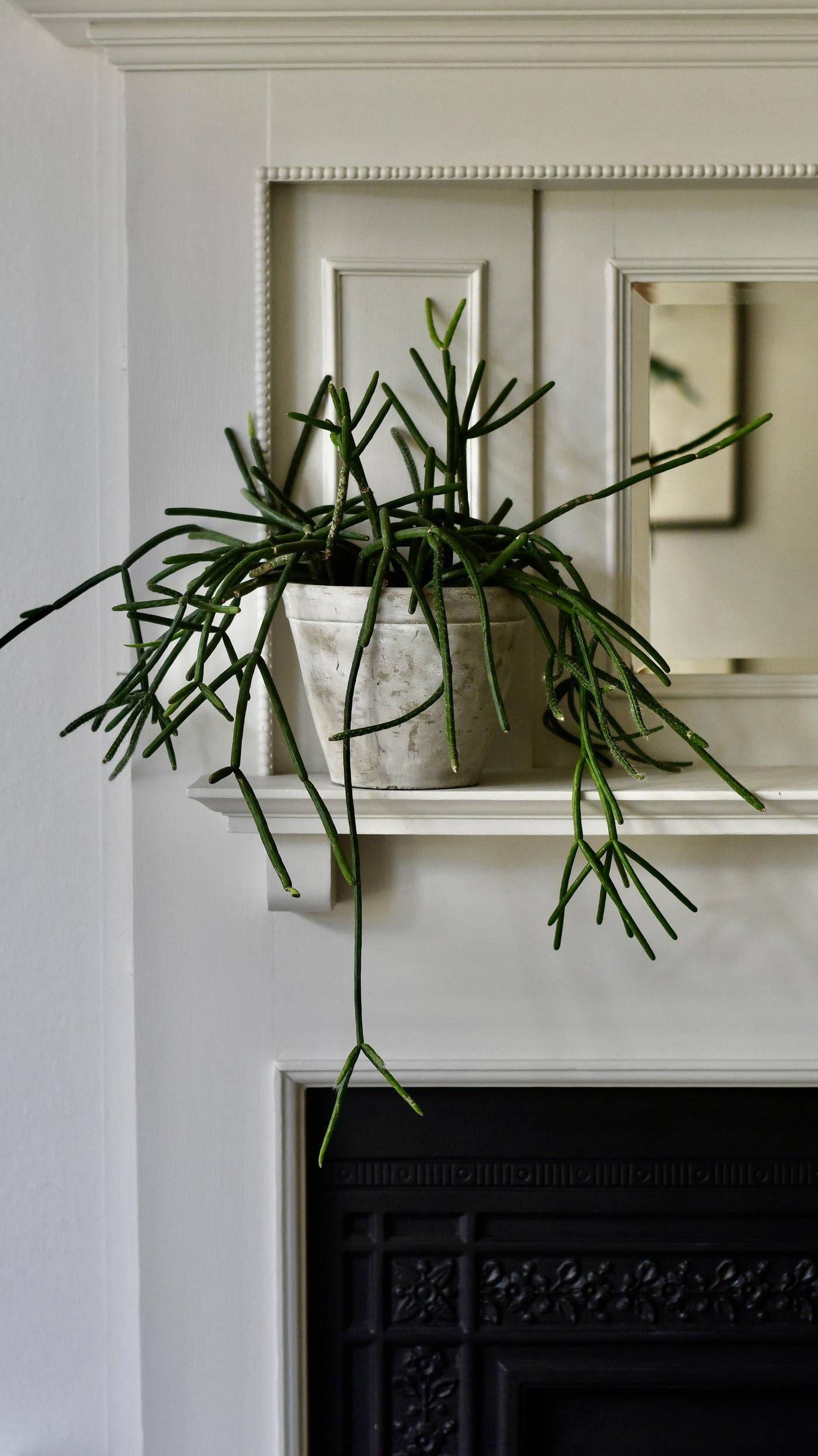 Rhipsalis Pulvinigerum, Mistletoe Cactus