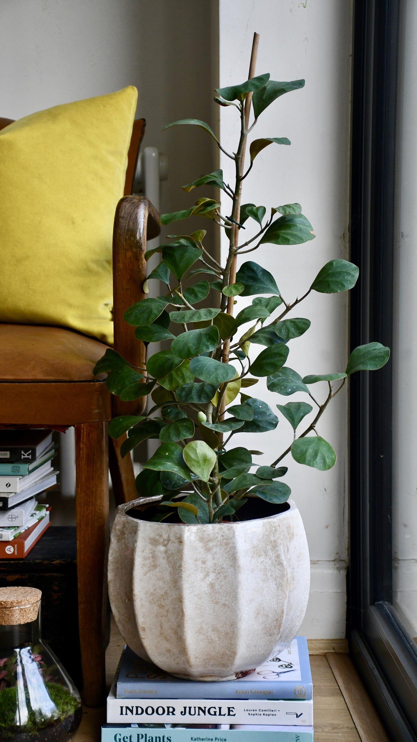 Ficus Deltoidea Olive