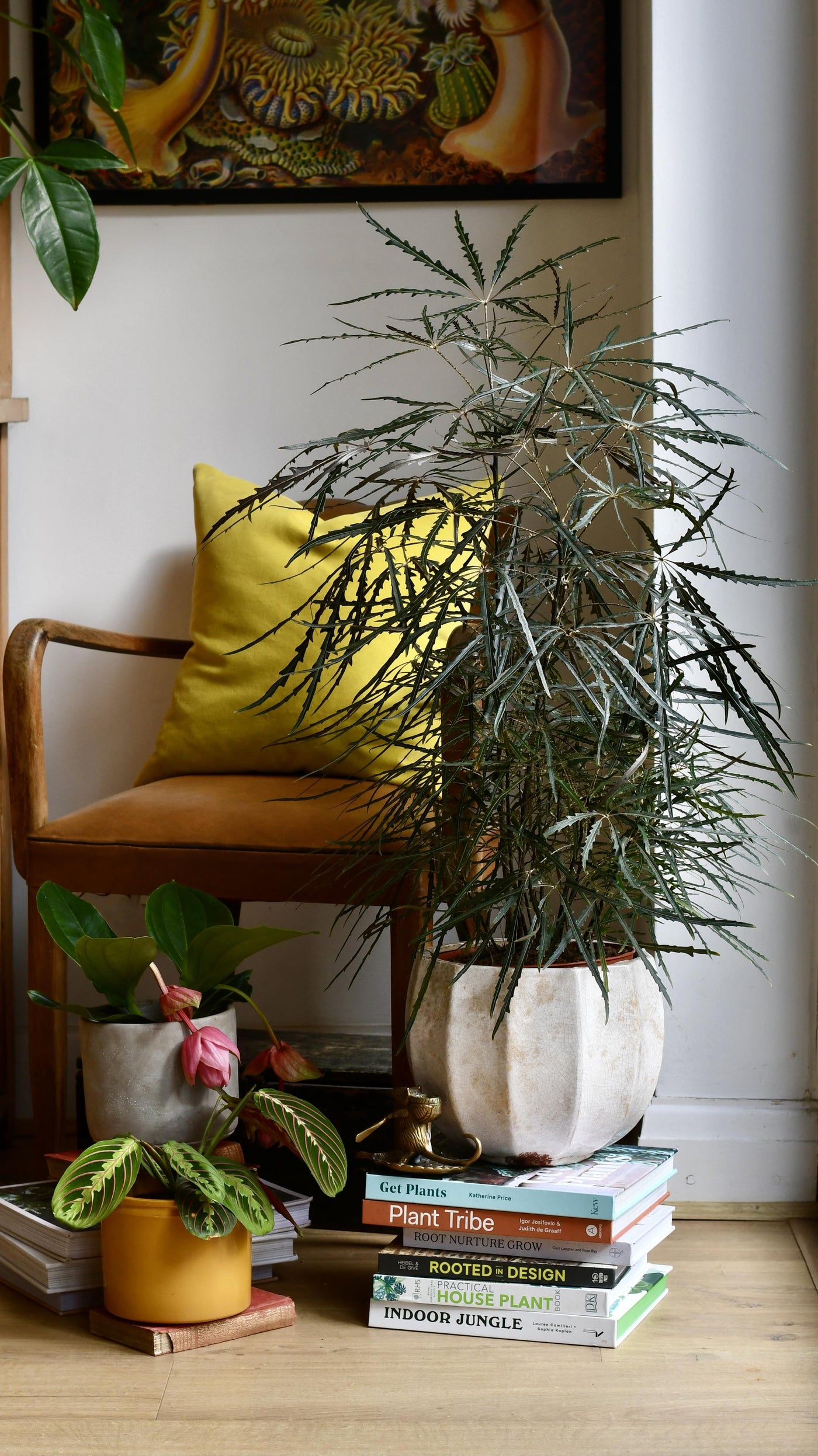 false aralia indoor plant Plerandra elegantissima | False Aralia