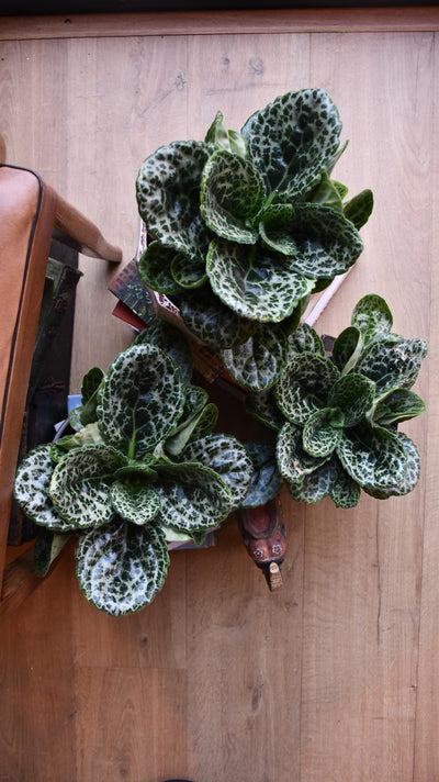 Streptocarpus Pretty Turtle