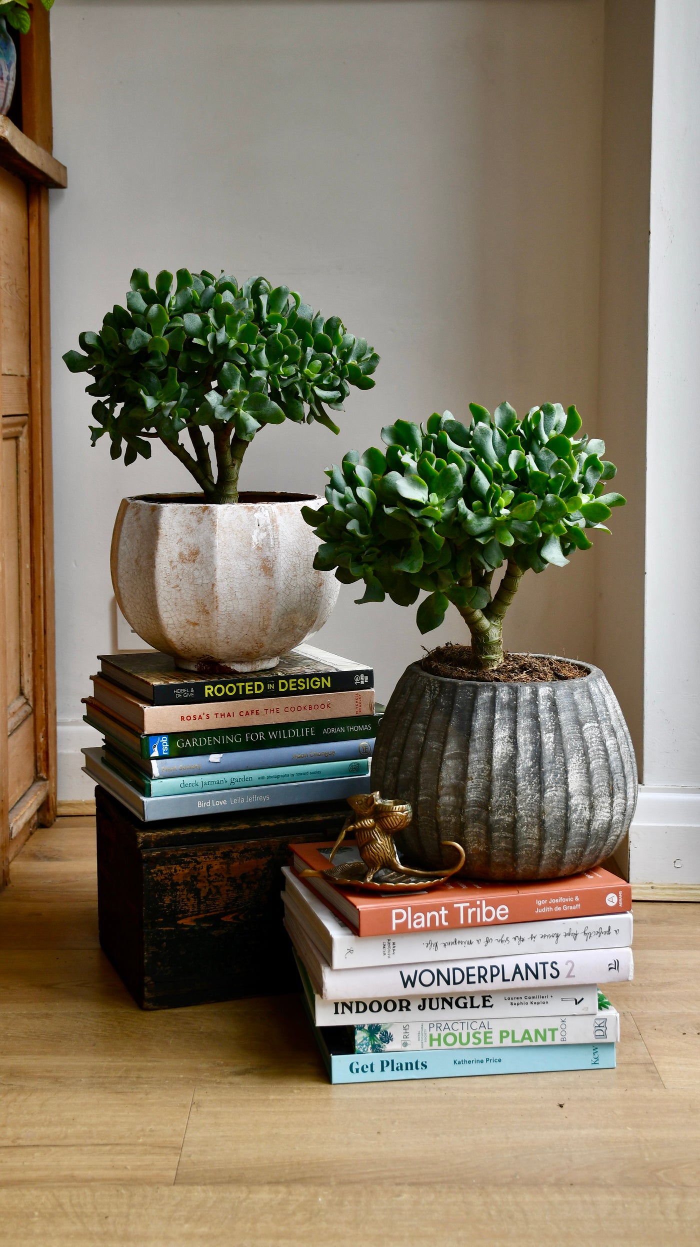 crassula bonsai tree Crassula Bonsai Tree | Jade Bonsai