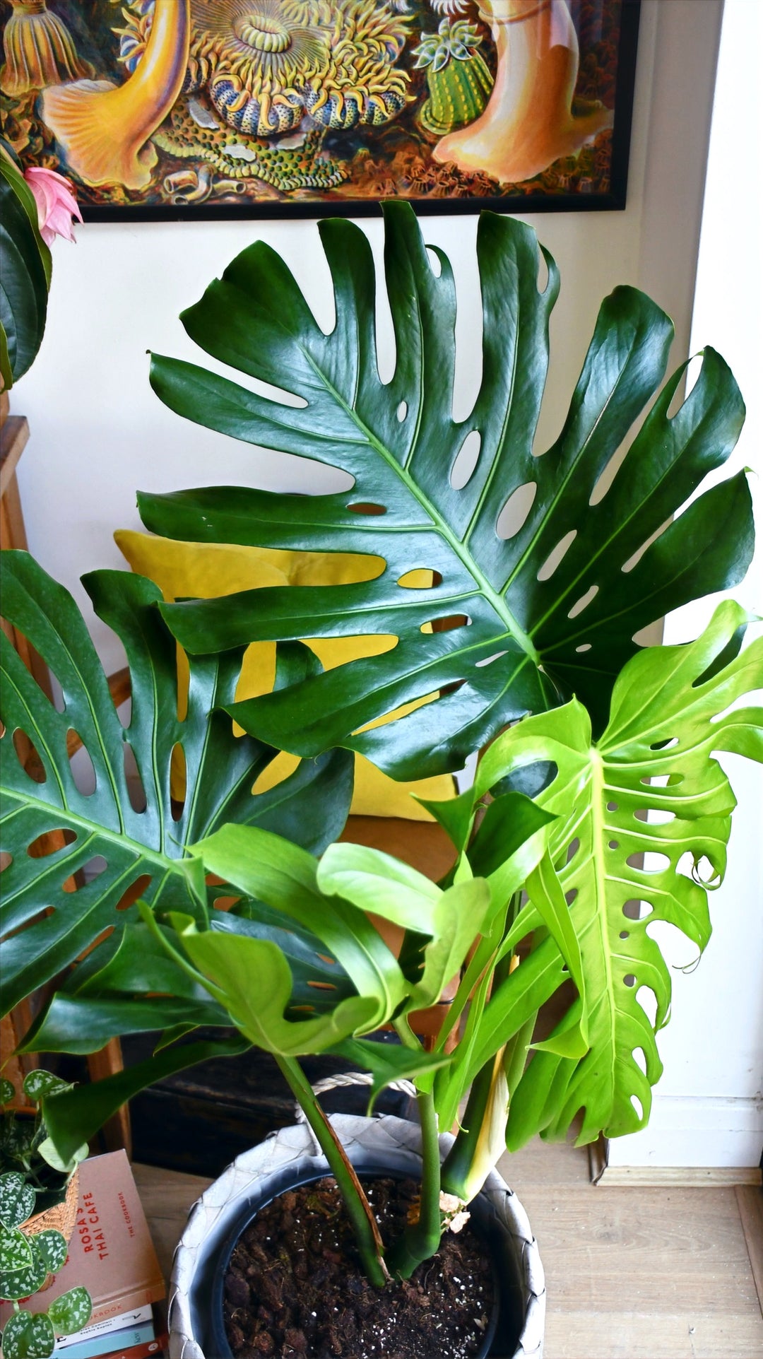 Medium Monstera Deliciosa Elegant Stem Form – Happy Houseplants