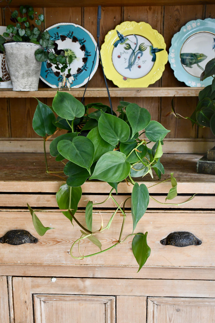 Philodendron Scandens | UK Delivery | Happy Houseplants  Happy Houseplants