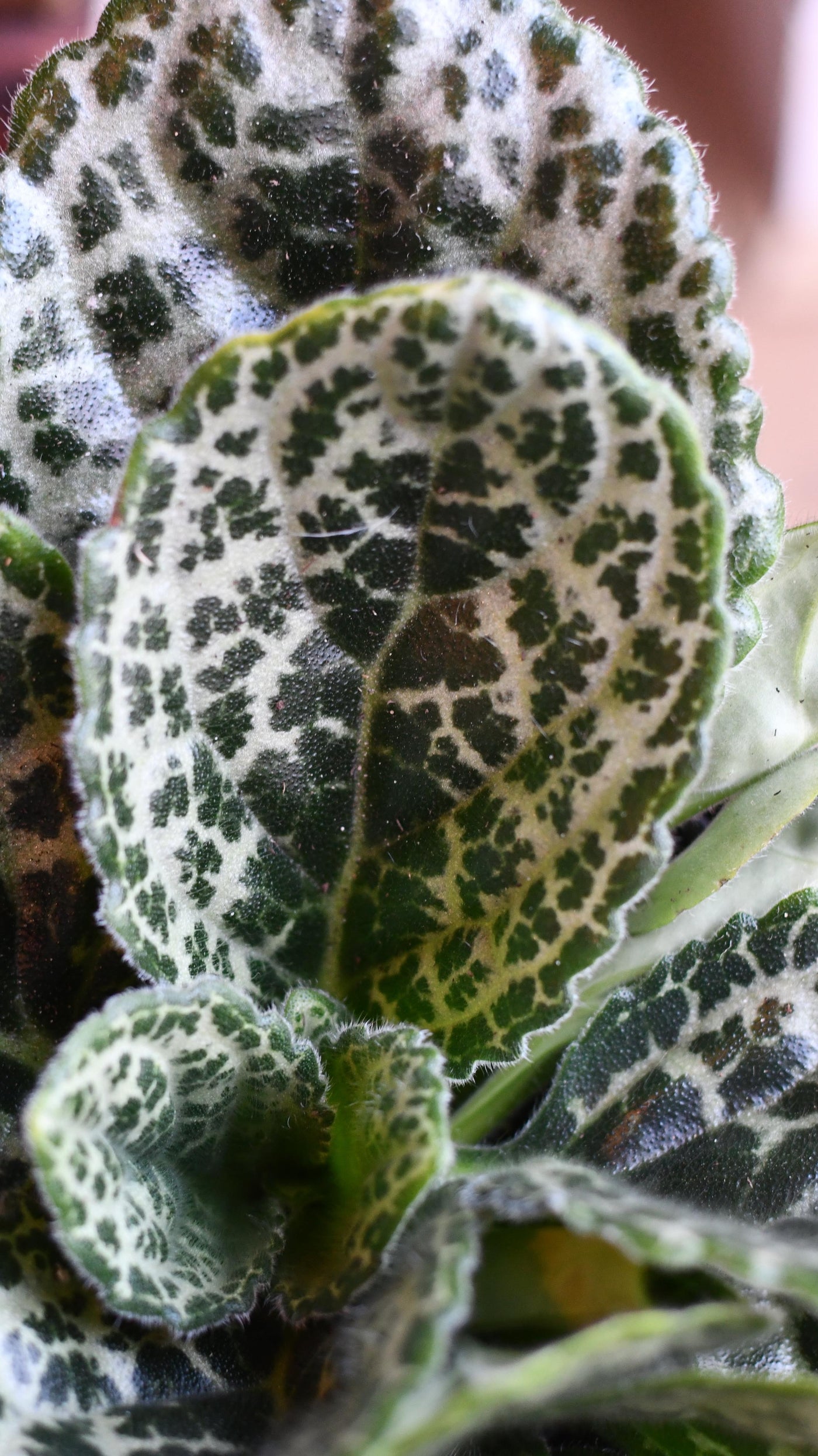 Streptocarpus Pretty Turtle