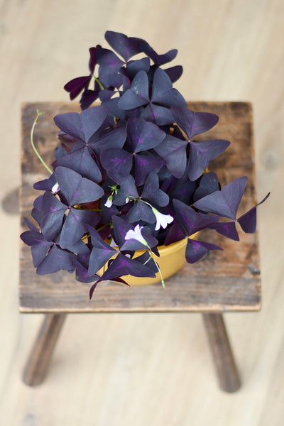 Oxalis Triangularis (Purple Shamrock, False Shamrock)