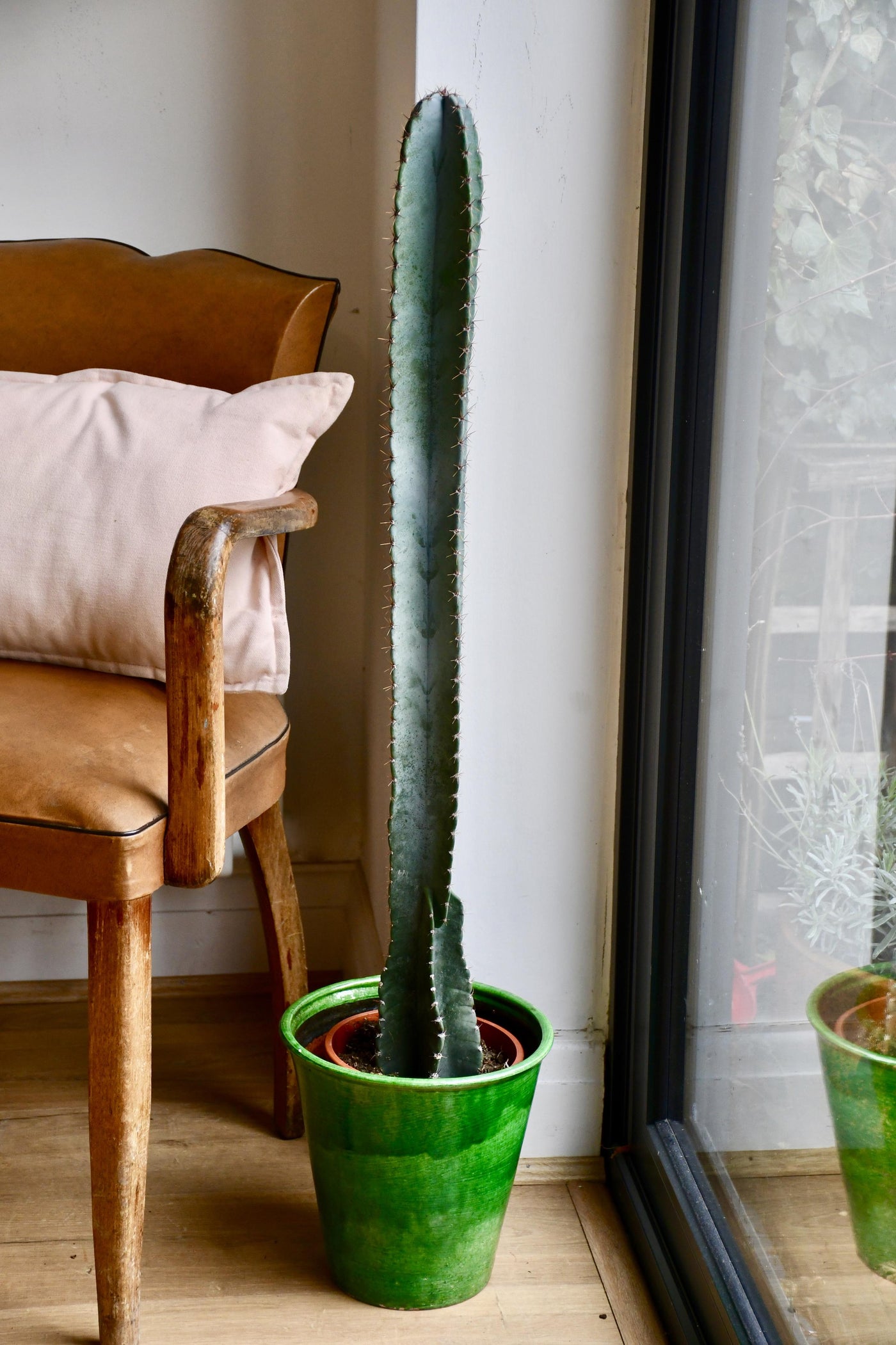 Tall Cereus Peruvianus 'Blue' (Blue Cactus)