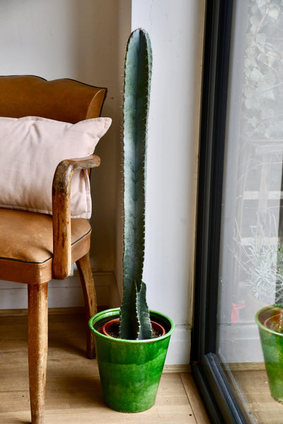 Tall Cereus Peruvianus 'Blue' (Blue Cactus)