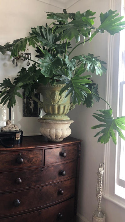 Philodendron bipinnatifidum or Selloum 'Cum Laude'