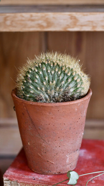 Haageocereus Aureispinus Cristata