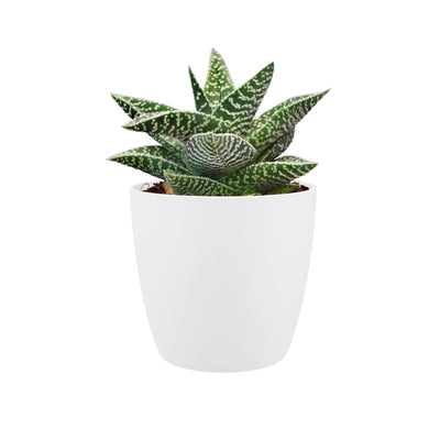 Brussels Round Mini Plant Pot 9.5cm