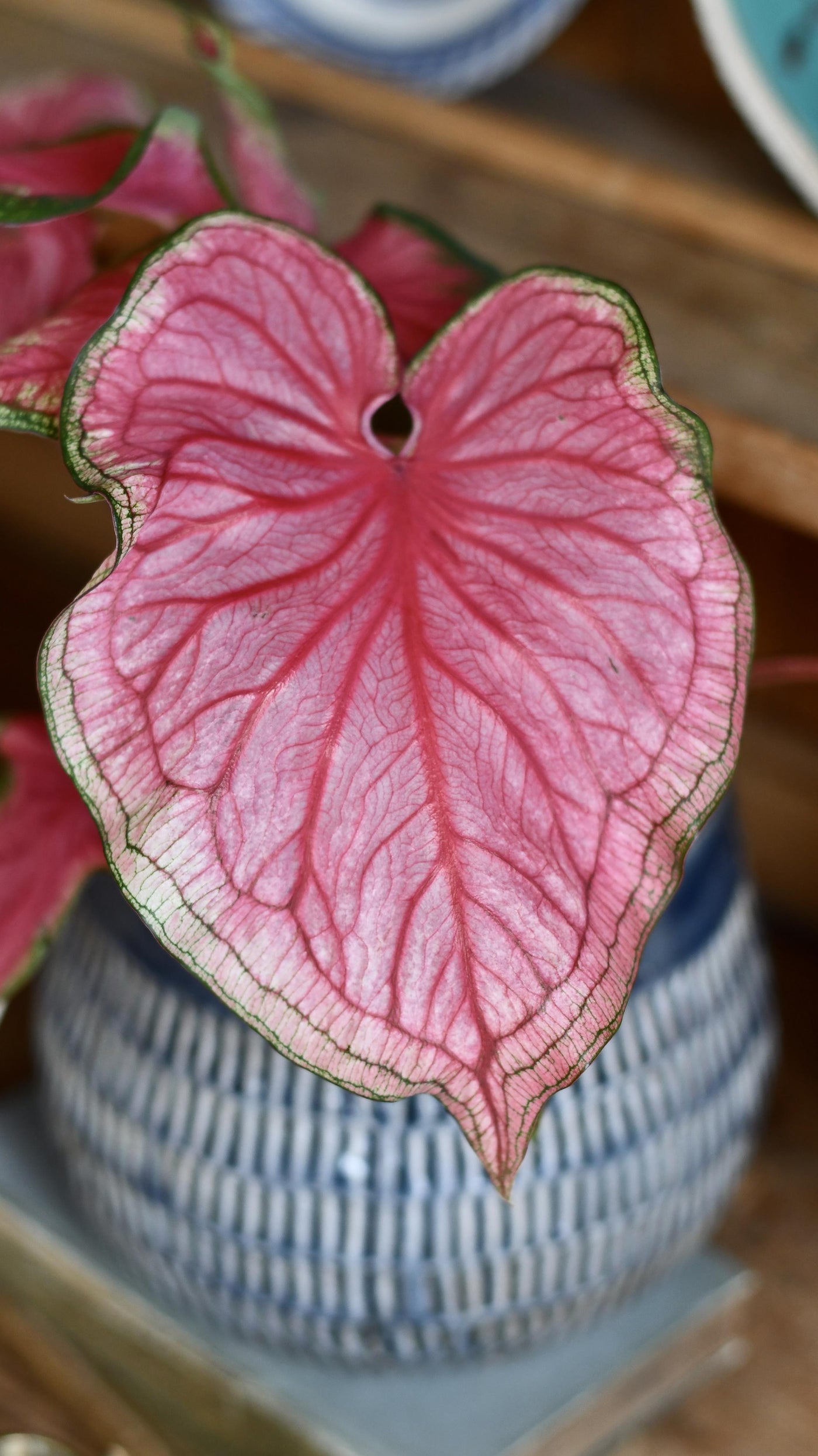 Small Caladium Sweethearts