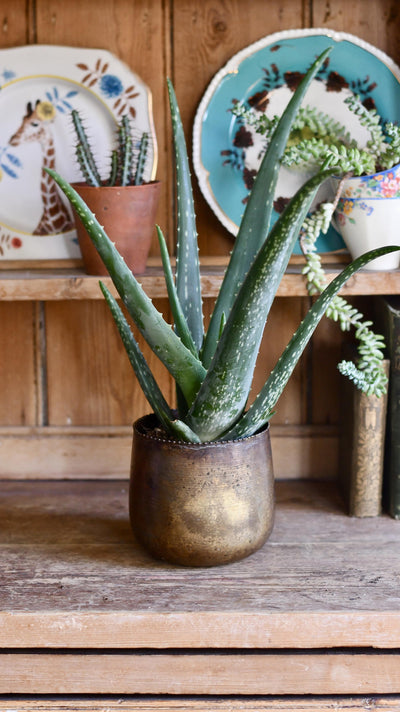 Small Aloe Vera