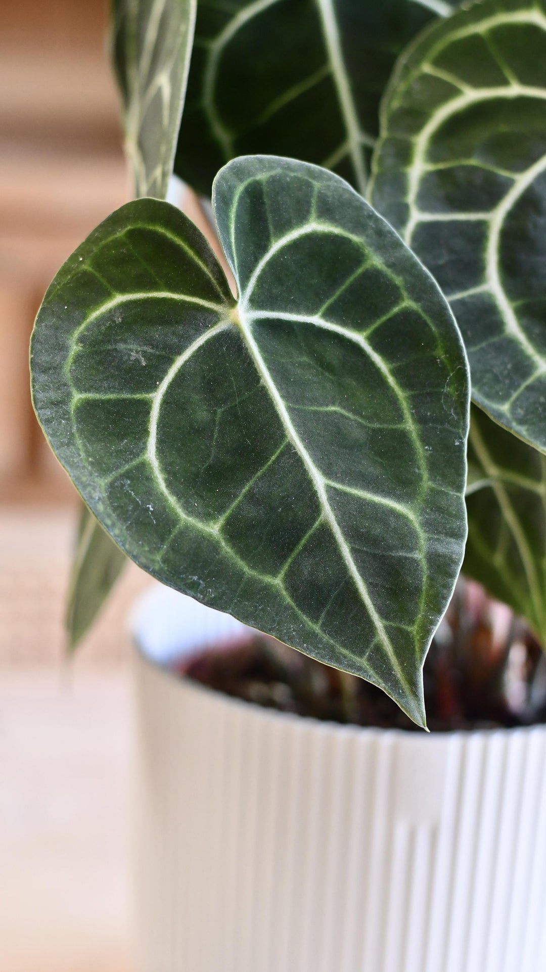 anthurium clarinervium uk Large Anthurium Clarinervium | Rare Indoor Plants