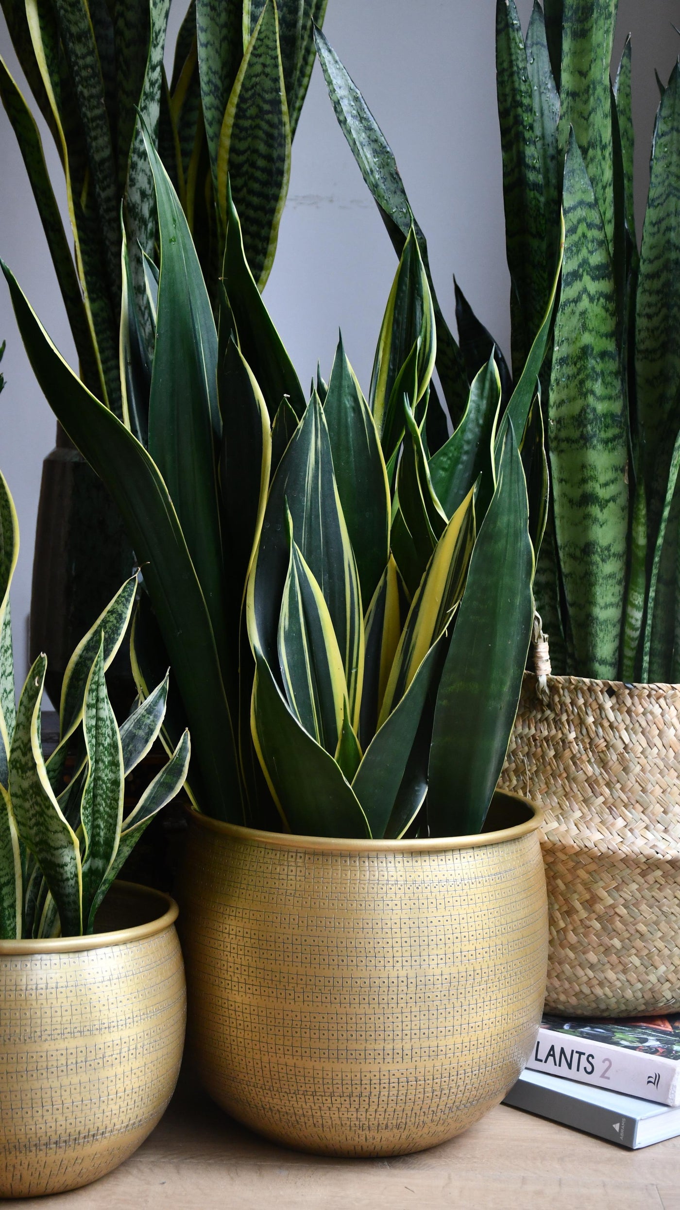 Sansevieria Trifasciata Diamond Flame