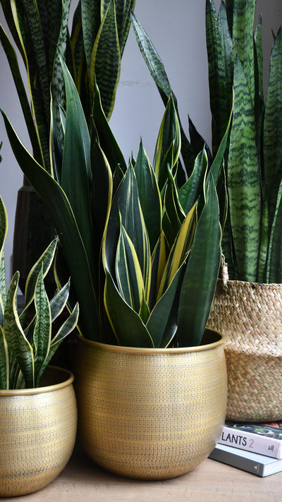 Sansevieria Trifasciata Diamond Flame