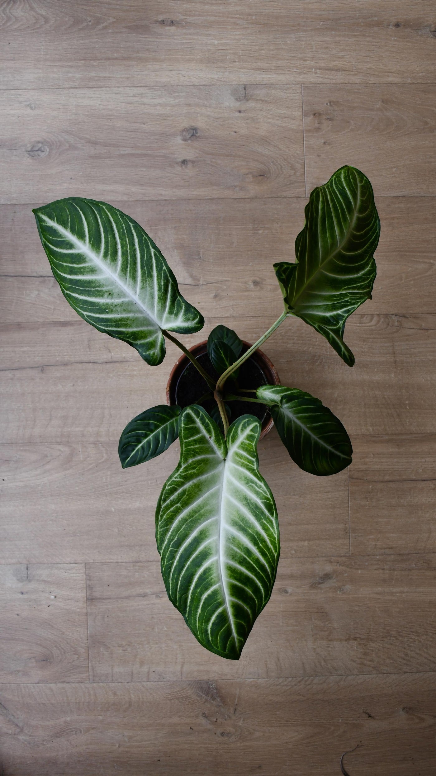 Xanthosoma Lindenii *rare*