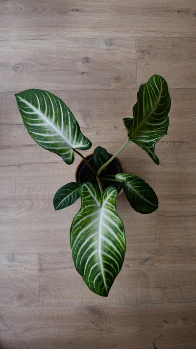 Xanthosoma Lindenii *rare*