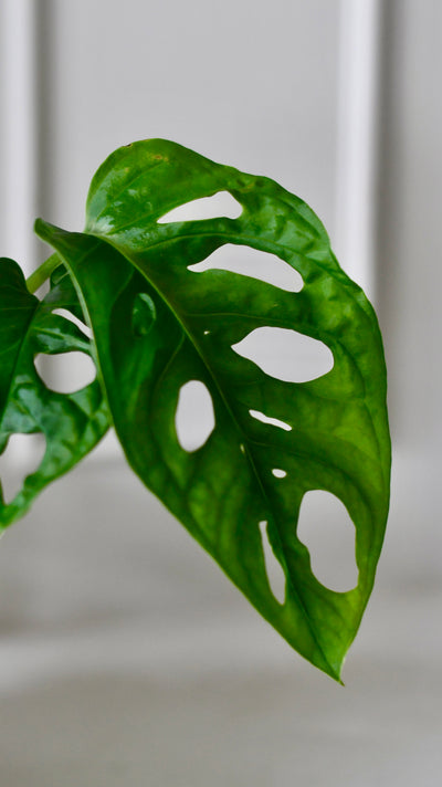 Baby Monstera Adansonii & Pot  | Monkey Mask | Mini Swiss cheese Plant